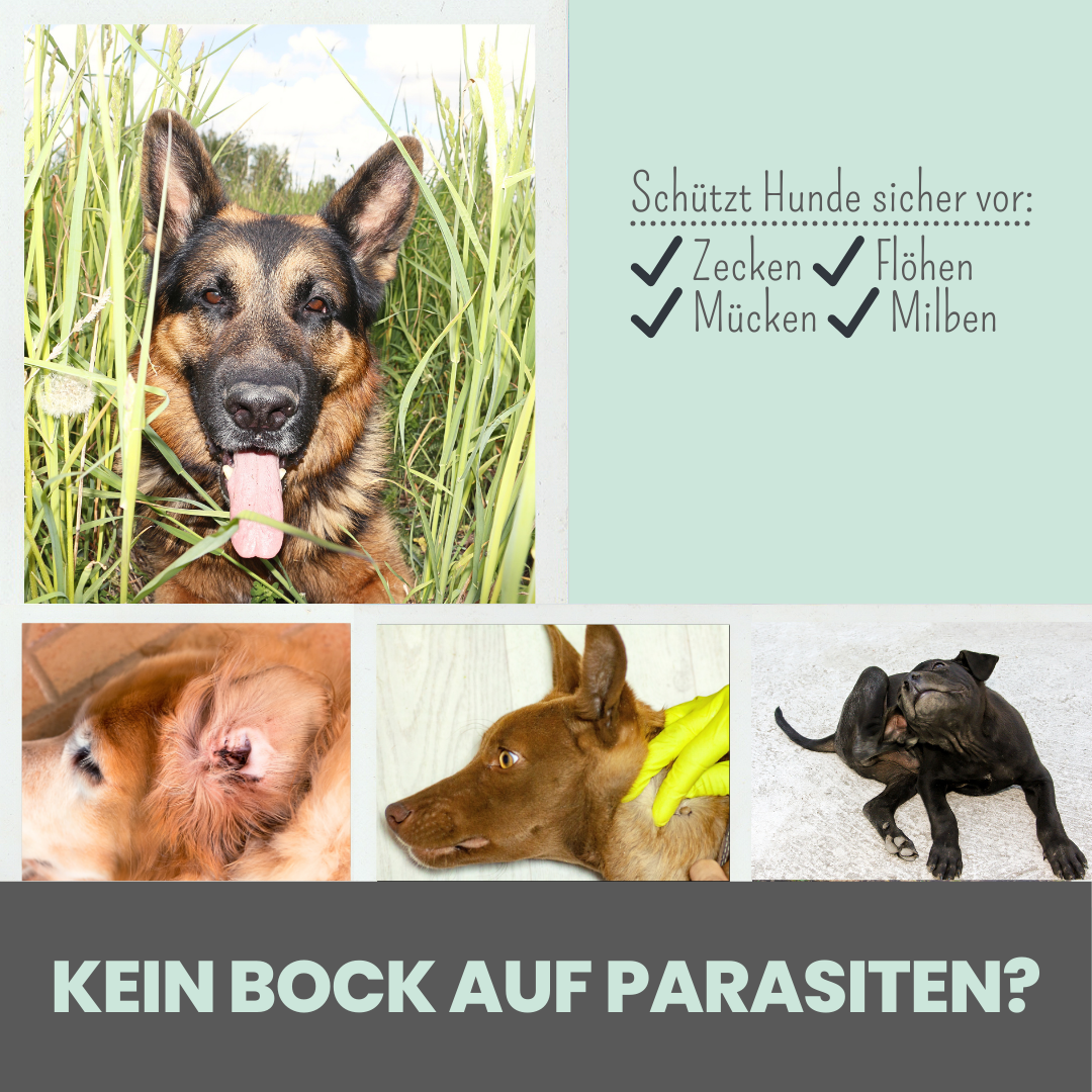 Zpray gegen Zecken, Flöhe & Milben