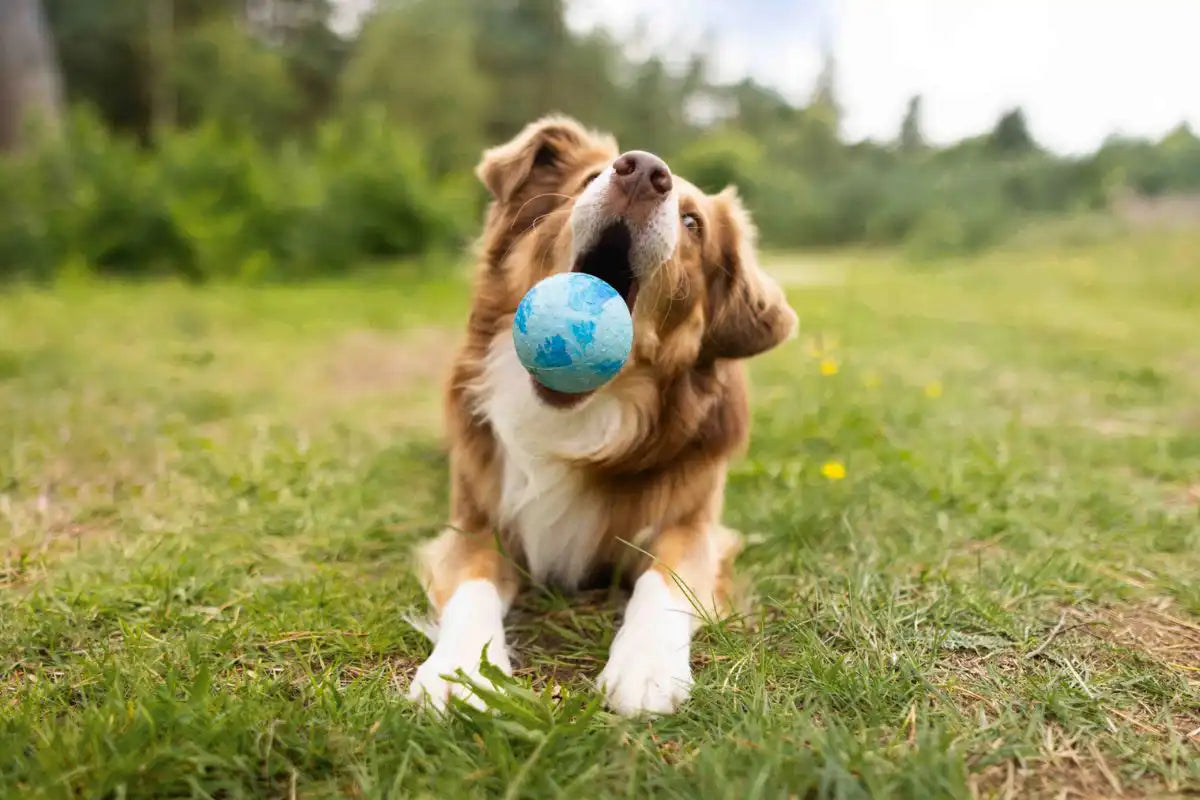Dog Fun Ball - Wolters