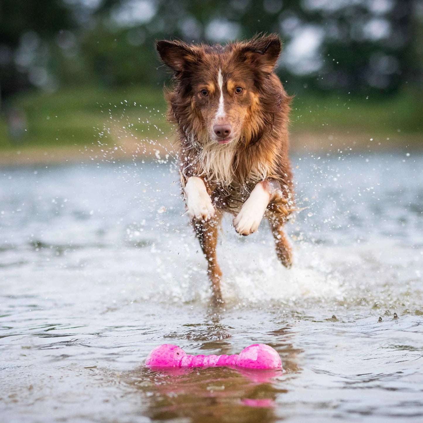 Dog Fun Gym - Wolters