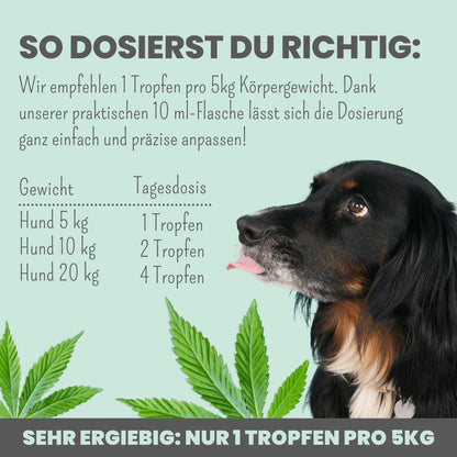 Hanf Tropfen für Hunde
