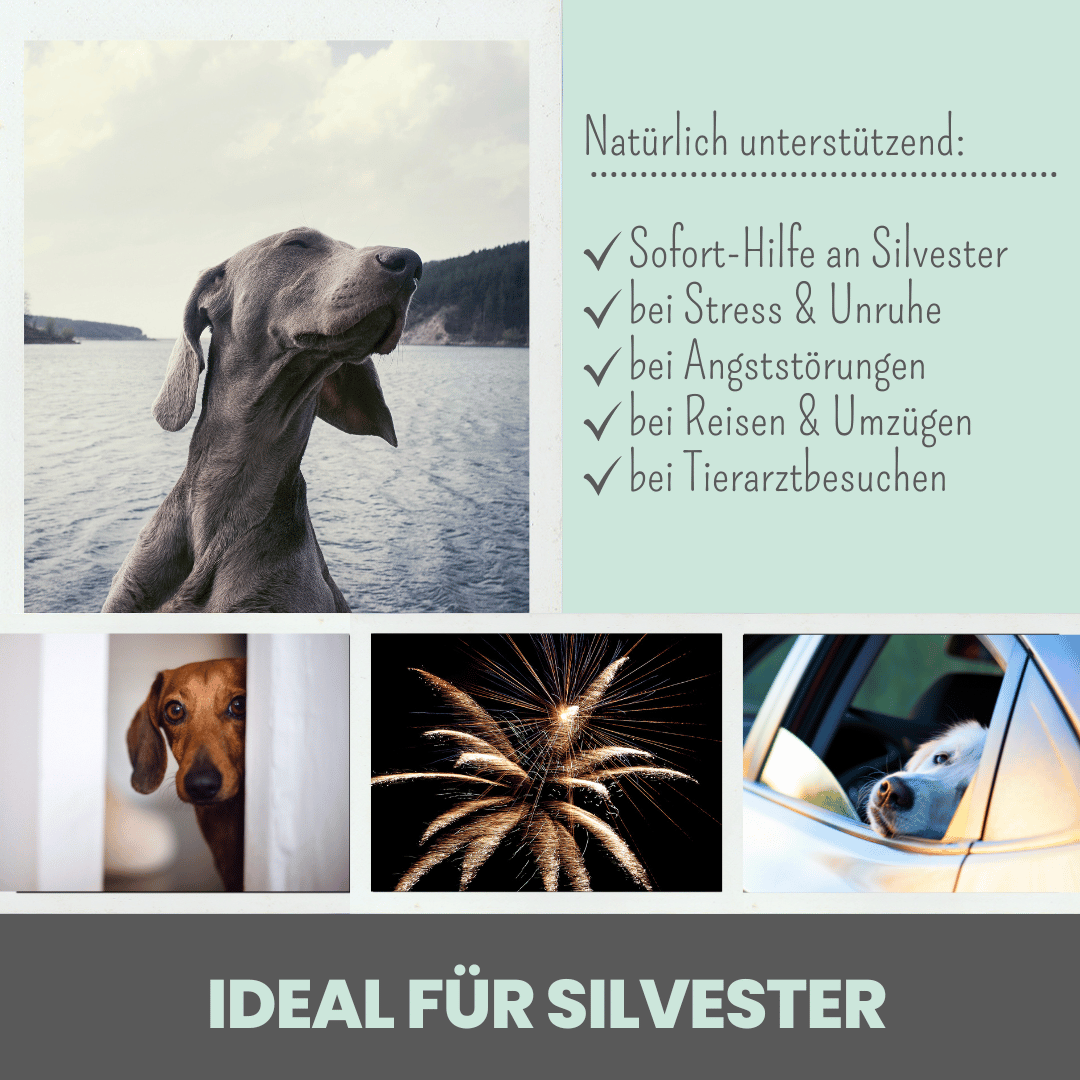 10% CBD Tropfen für Hunde