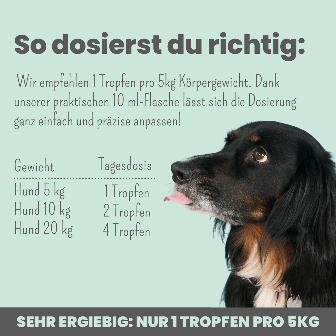 10% CBD Tropfen für Hunde