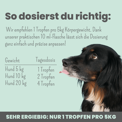 10% CBD Tropfen für Hunde