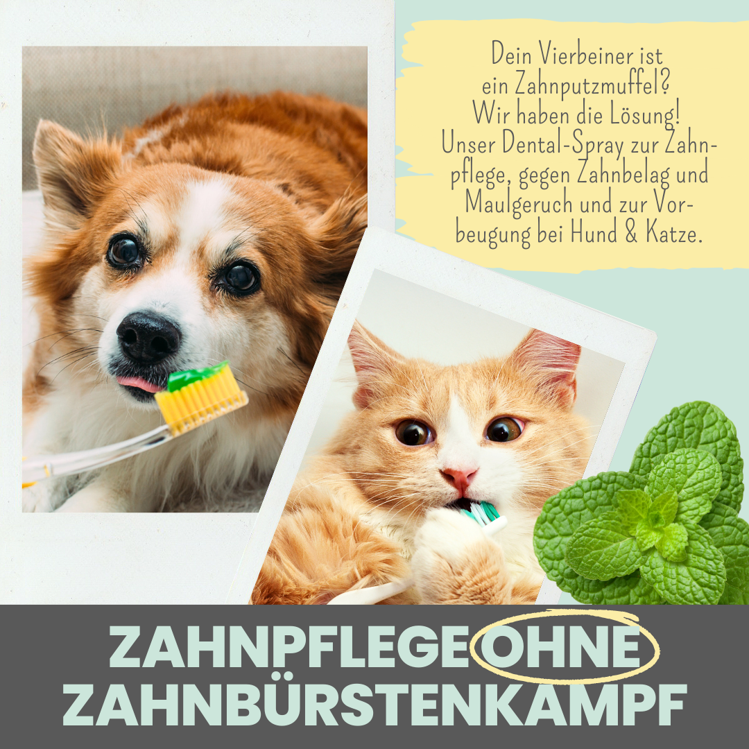 Dentalspray bei Zahnstein