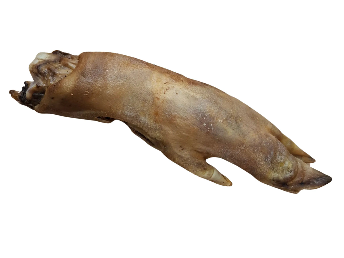 Wildschwein-Fuß